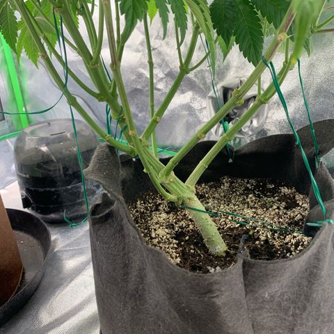 Artificial Red growlog timeline photo