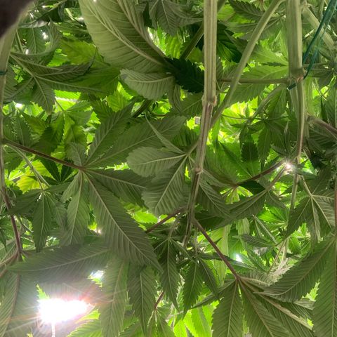 Artificial Red growlog timeline photo