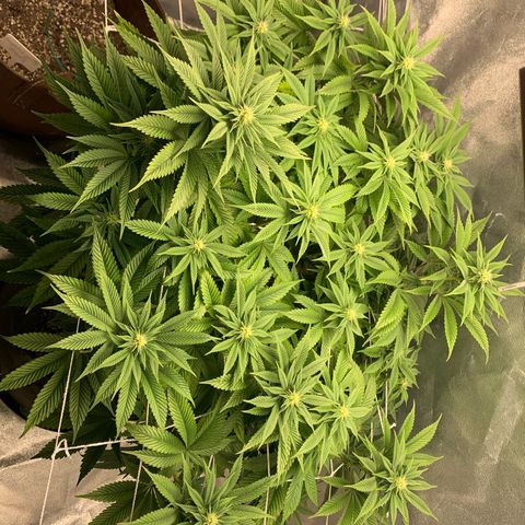 Artificial Red growlog timeline photo