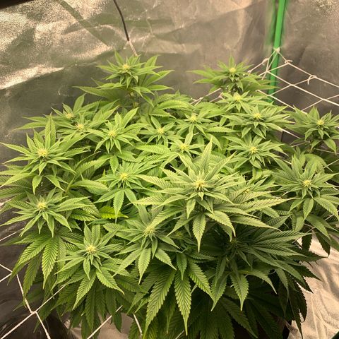 Artificial Red growlog timeline photo