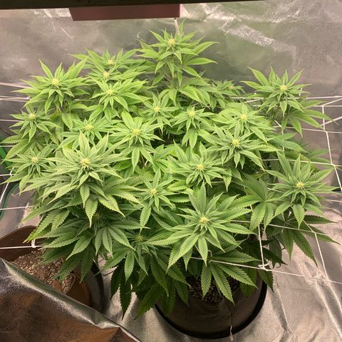 Artificial Red growlog timeline photo