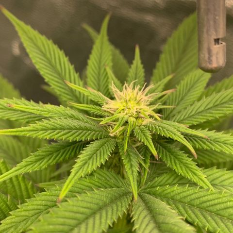 Artificial Red growlog timeline photo