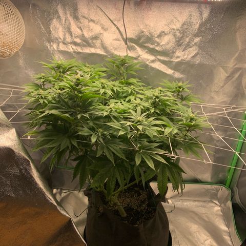 Artificial Red growlog timeline photo