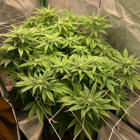 Artificial Red growlog timeline photo