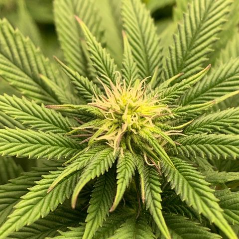 Artificial Red growlog timeline photo
