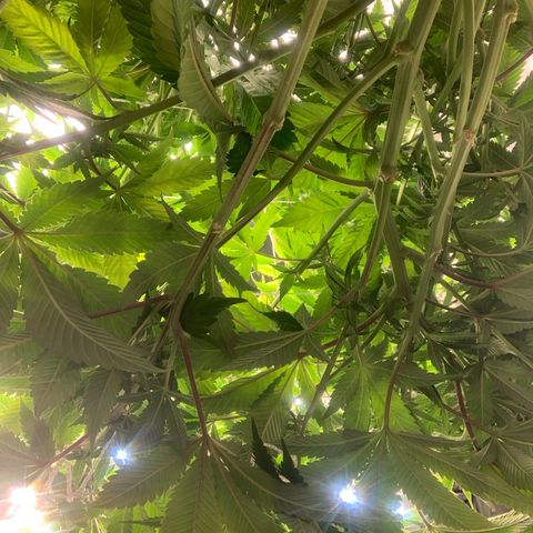 Artificial Red growlog timeline photo