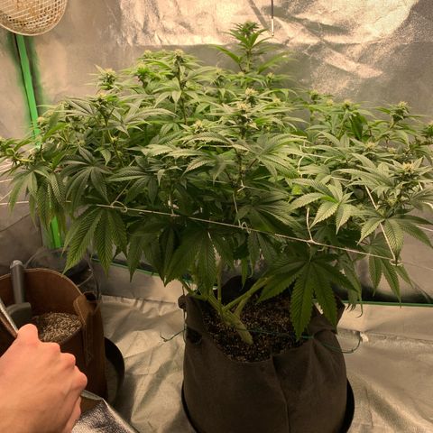 Artificial Red growlog timeline photo