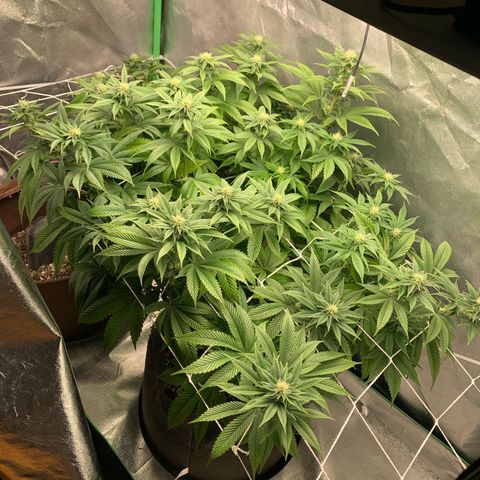 Artificial Red growlog timeline photo
