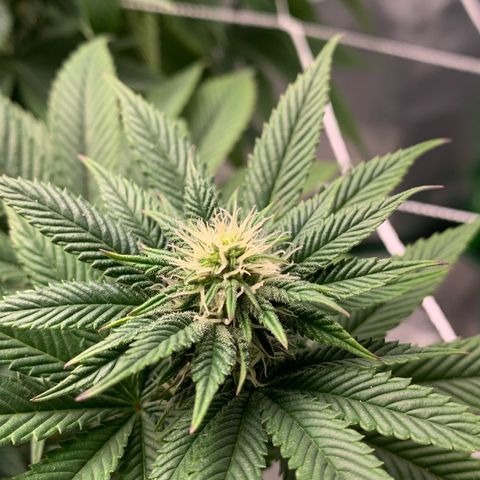 Artificial Red growlog timeline photo