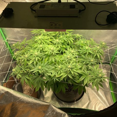 Artificial Red growlog timeline photo