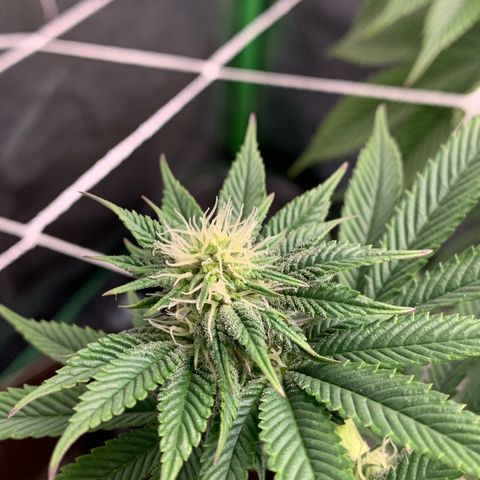 Artificial Red growlog timeline photo