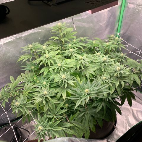 Artificial Red growlog timeline photo