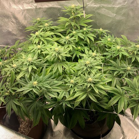 Artificial Red growlog timeline photo