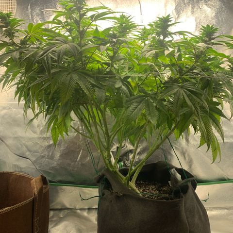 Artificial Red growlog timeline photo