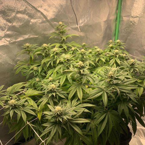 Artificial Red growlog timeline photo