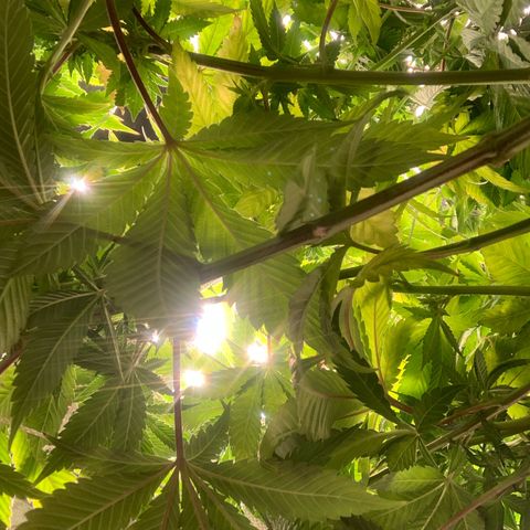 Artificial Red growlog timeline photo