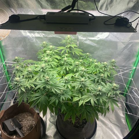Artificial Red growlog timeline photo