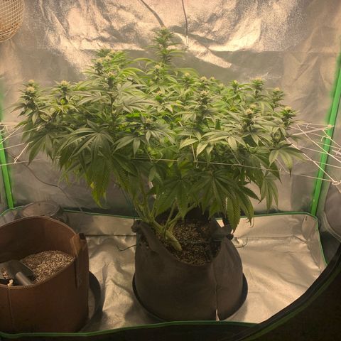 Artificial Red growlog timeline photo