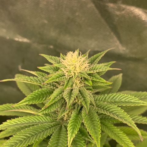 Artificial Red growlog timeline photo