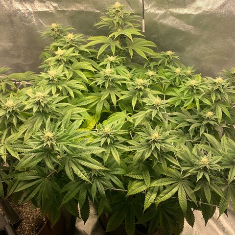 Artificial Red growlog timeline photo