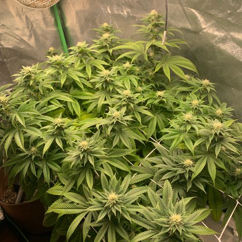 Artificial Red growlog timeline photo