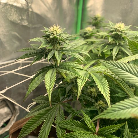 Artificial Red growlog timeline photo