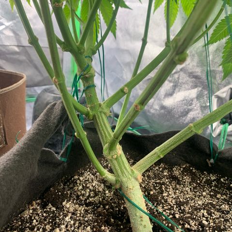 Artificial Red growlog timeline photo
