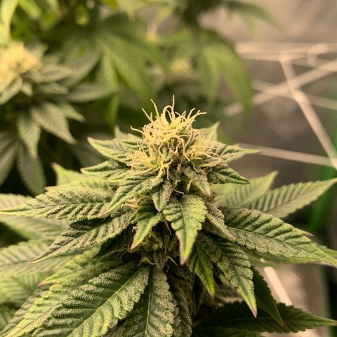 Artificial Red growlog timeline photo