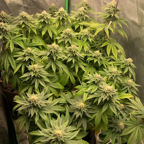 Artificial Red growlog timeline photo