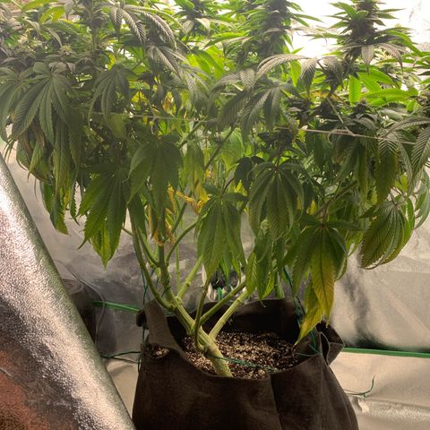 Artificial Red growlog timeline photo