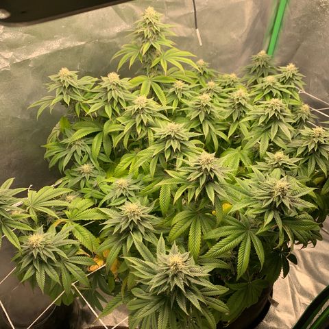 Artificial Red growlog timeline photo