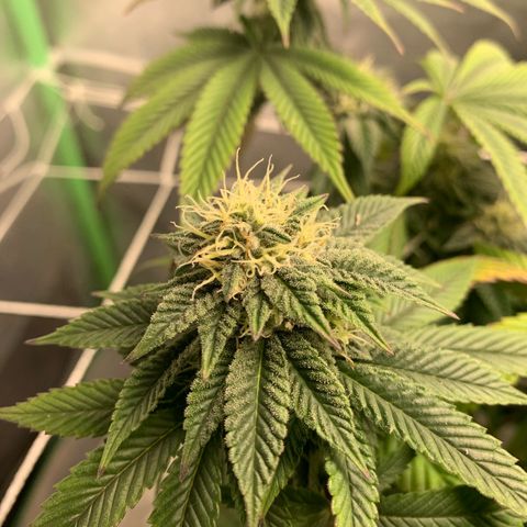 Artificial Red growlog timeline photo