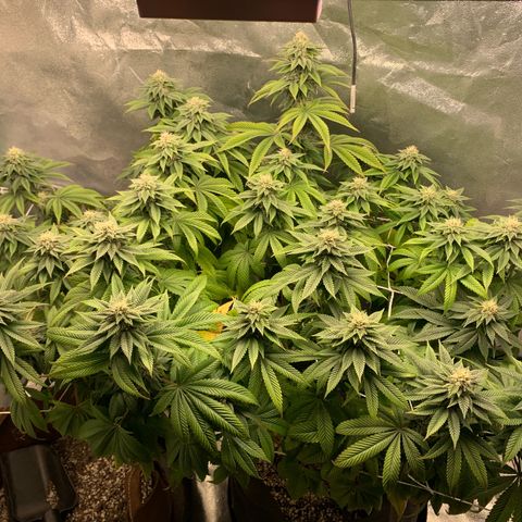 Artificial Red growlog timeline photo