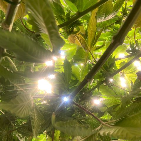 Artificial Red growlog timeline photo