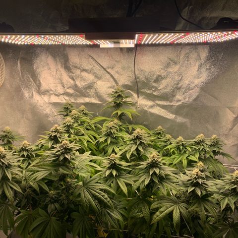 Artificial Red growlog timeline photo