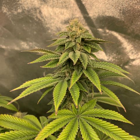 Artificial Red growlog timeline photo