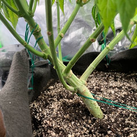 Artificial Red growlog timeline photo