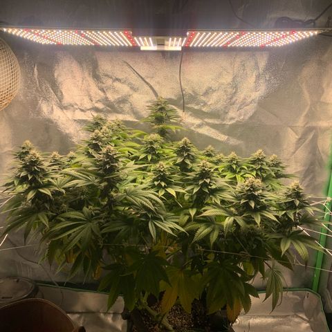 Artificial Red growlog timeline photo