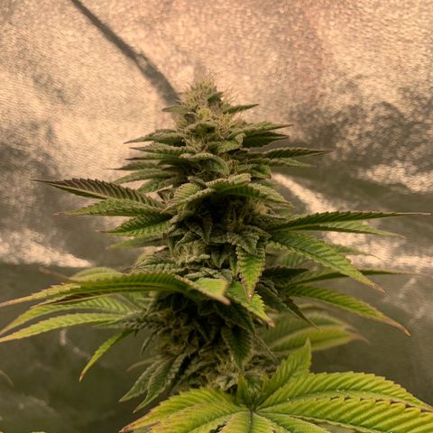 Artificial Red growlog timeline photo