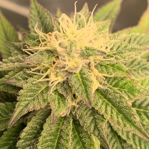 Artificial Red growlog timeline photo