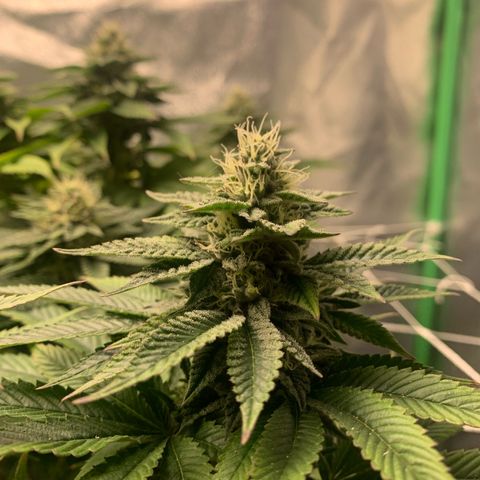 Artificial Red growlog timeline photo