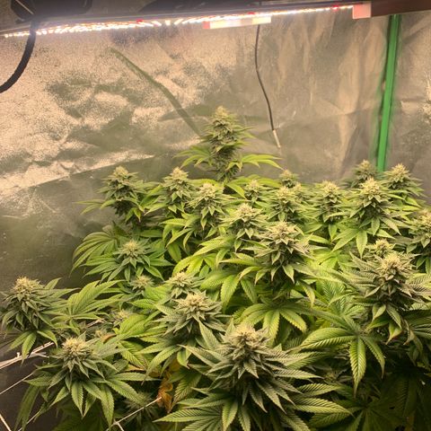 Artificial Red growlog timeline photo