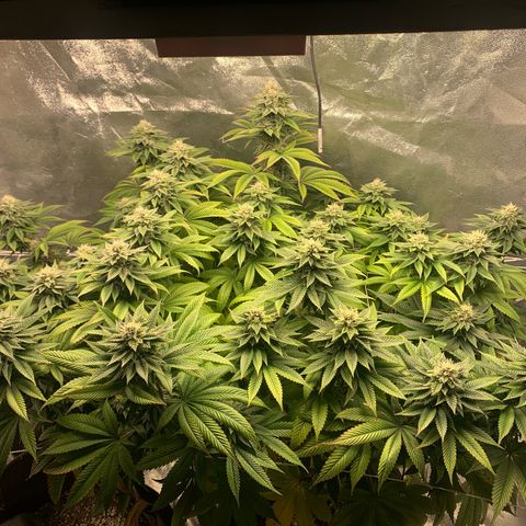 Artificial Red growlog timeline photo