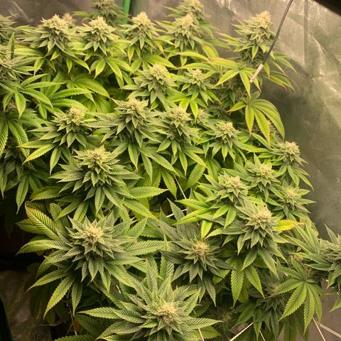 Artificial Red growlog timeline photo