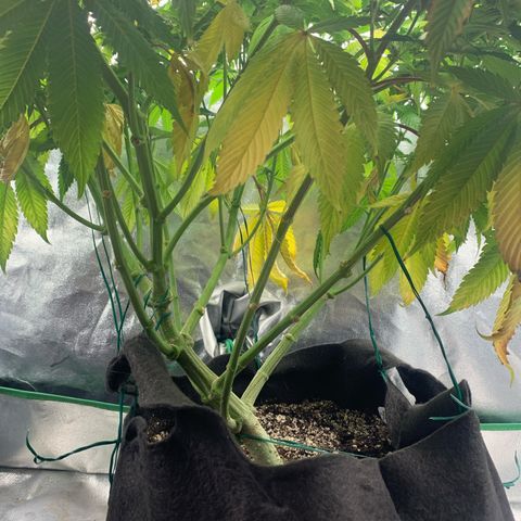 Artificial Red growlog timeline photo