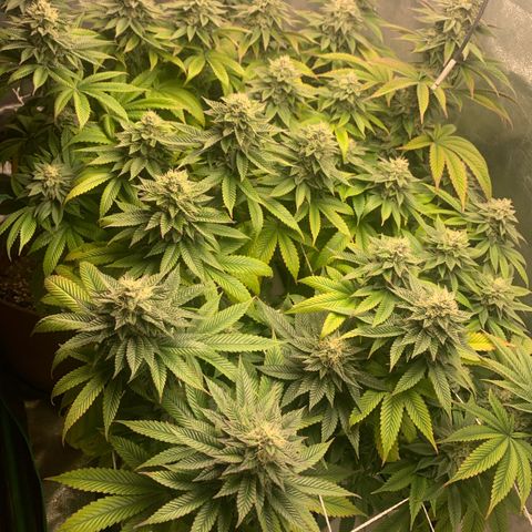 Artificial Red growlog timeline photo