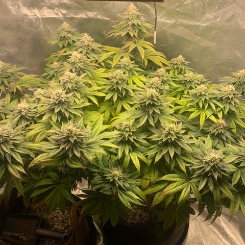 Artificial Red growlog timeline photo