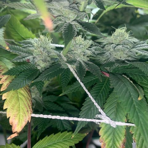Artificial Red growlog timeline photo