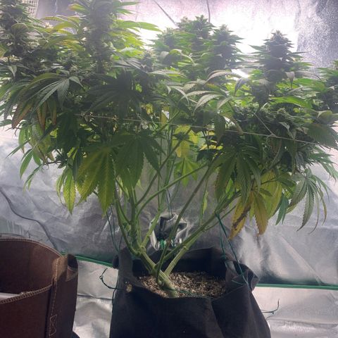 Artificial Red growlog timeline photo