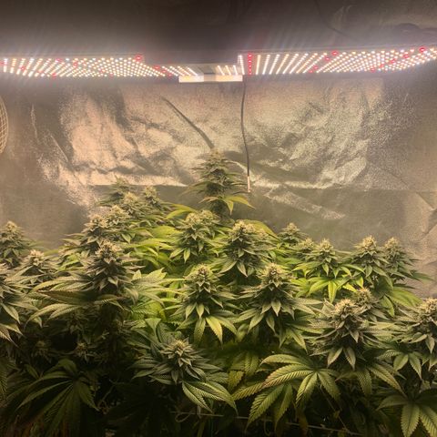Artificial Red growlog timeline photo